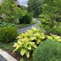 Country Club Road front walk landscaping hostas
