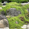plant growth on rock wall