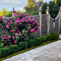 whitehouse roses on fence